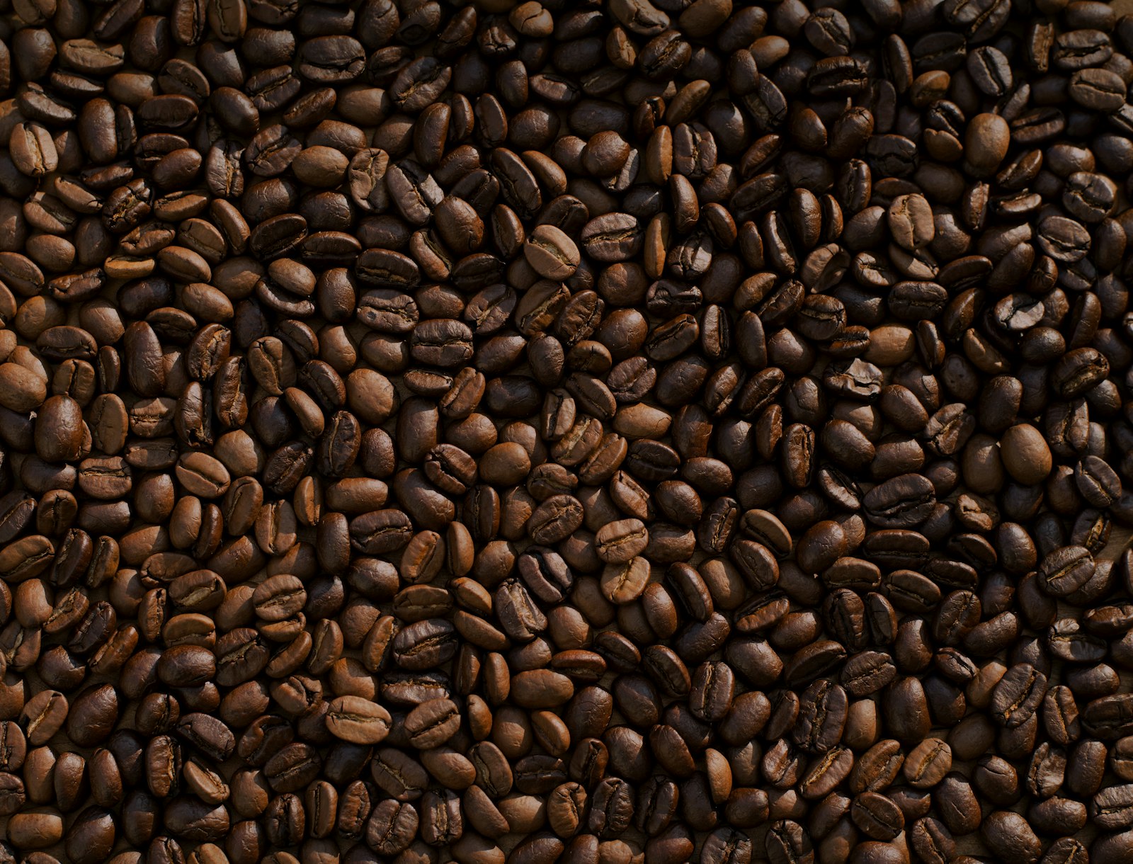 A sea of freshly roasted coffee beans